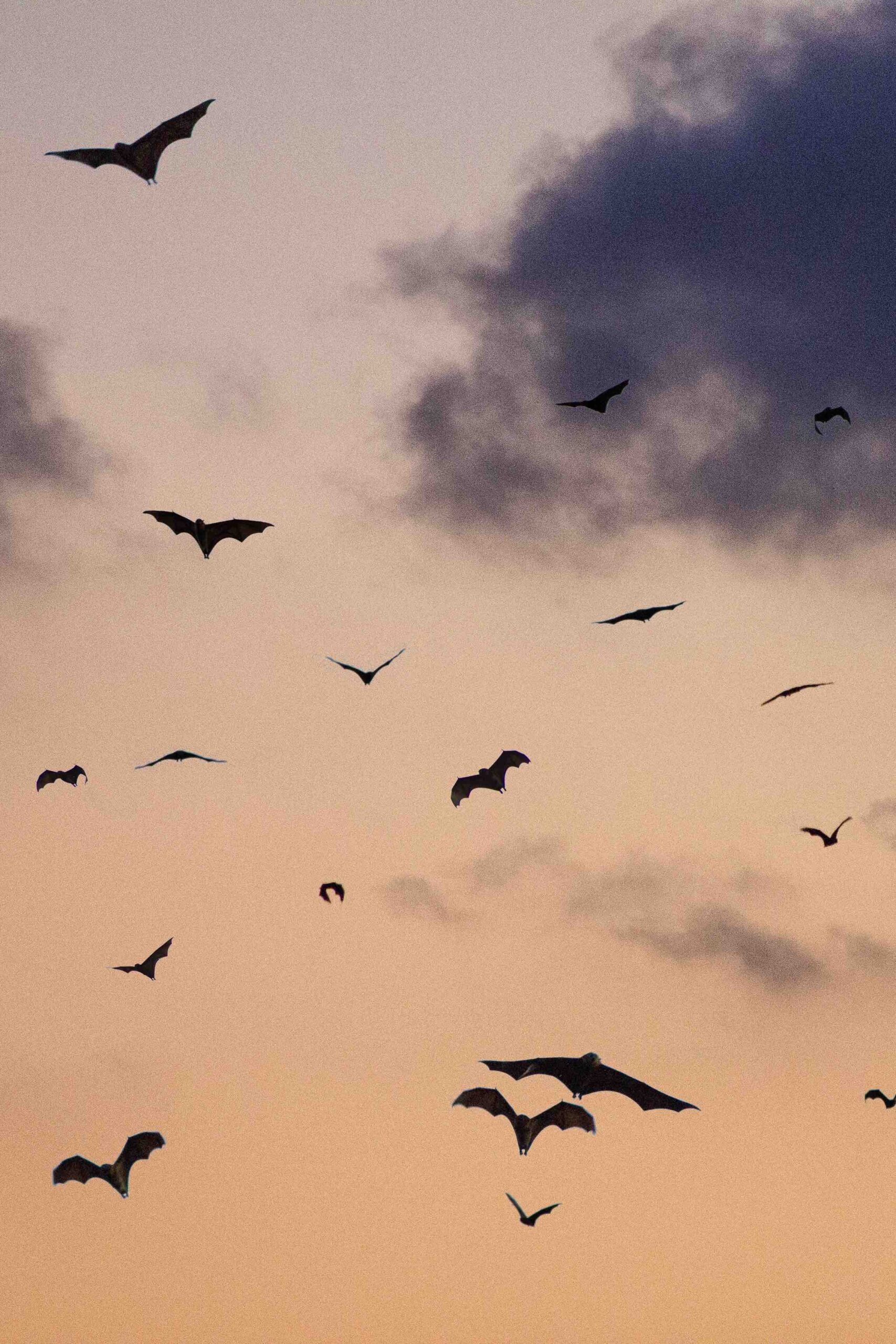 Bats flying against a orange pink sky with dark gray clouds